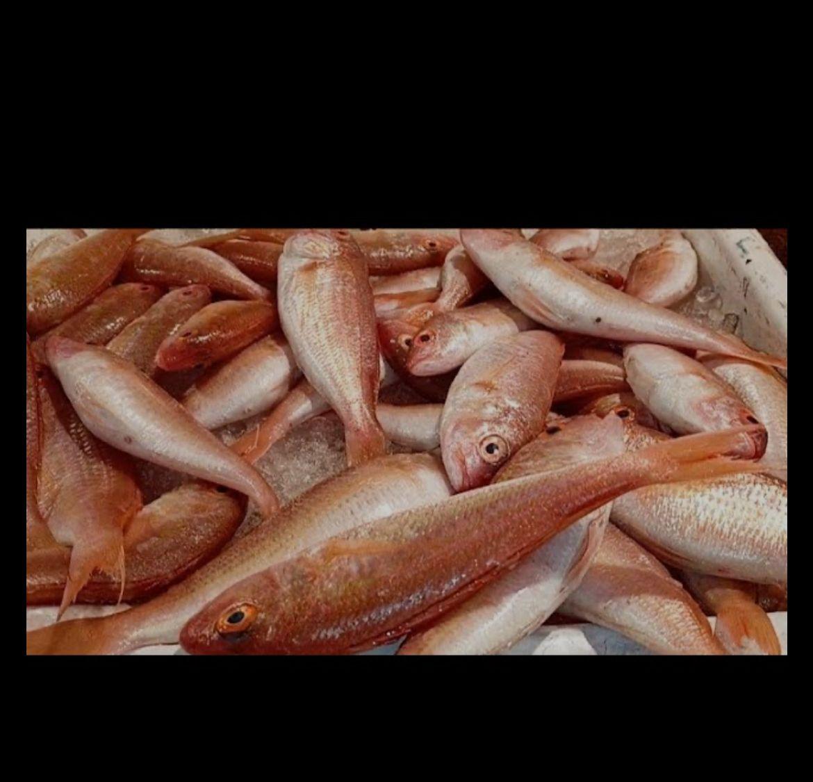 كيلو سلطان إبراهيم(بربوني)